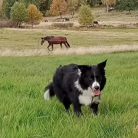 Апартаменты Sunny Bear