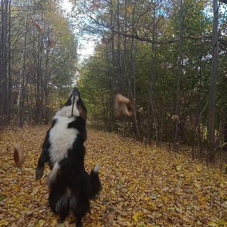 Sunny Bear Еленя-Гура