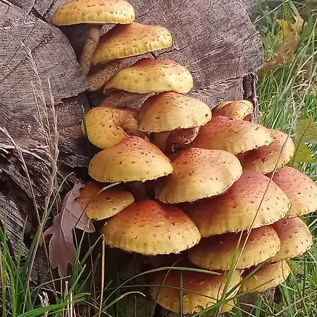 Apartment Sunny Bear Jelenia Gora