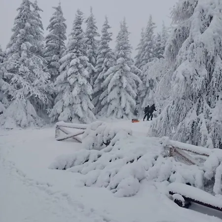 Sunny Bear Апартаменты