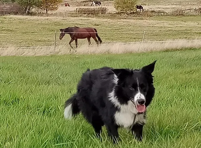 Διαμέρισμα Sunny Bear