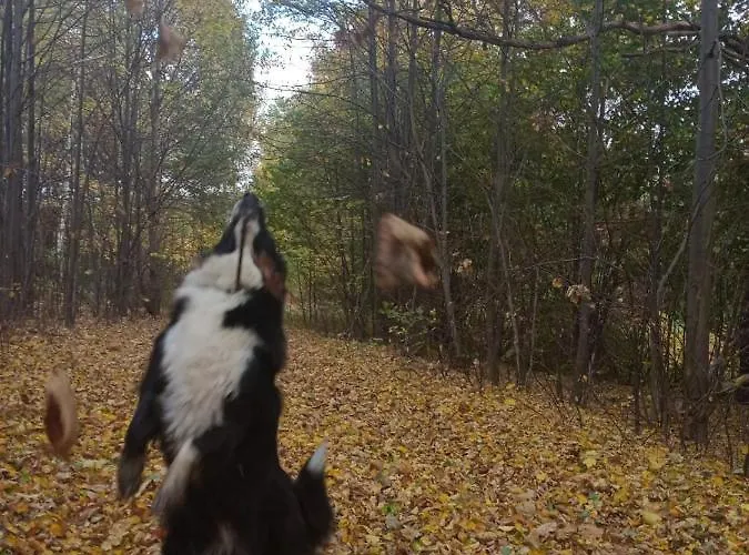 Sunny Bear Jelenia Góra