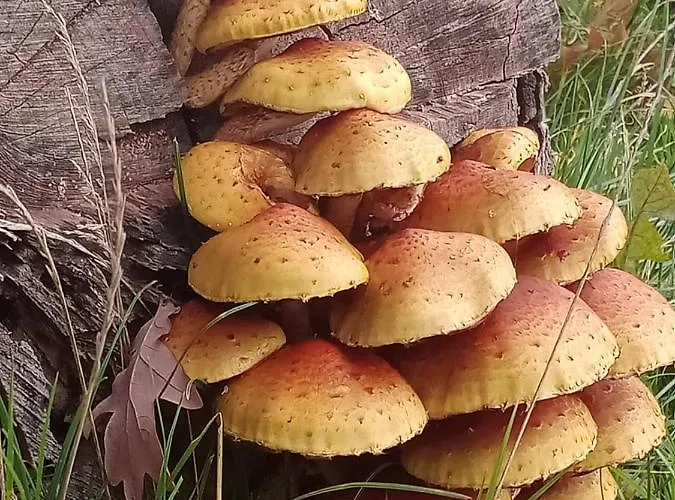 Lägenhet Sunny Bear Jelenia Góra