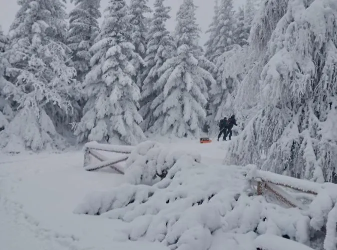 Sunny Bear Appartement