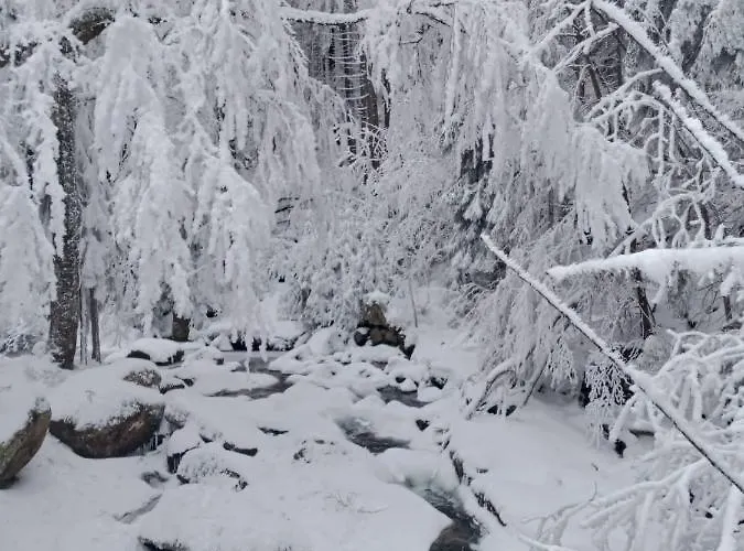 شقة Sunny Bear يلينيا غورا